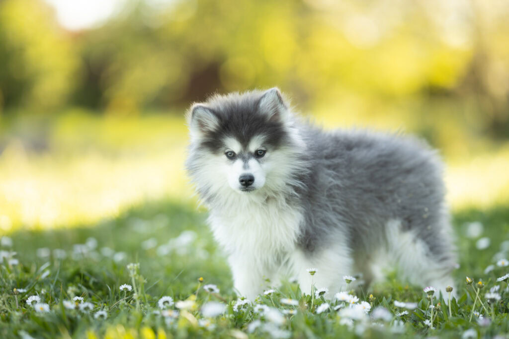 0E7A8154-1024x683 Nos Pomsky Disponibles