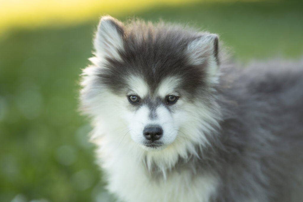 0E7A8196-1024x683 Nos Pomsky Disponibles