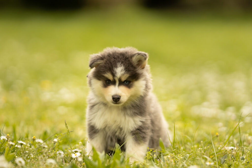 0E7A8239-1024x683 Nos Pomsky Disponibles