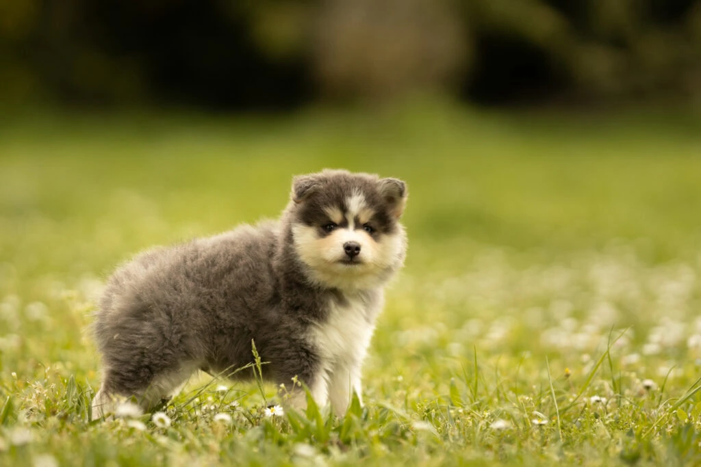 0E7A8264-1024x683 Nos Pomsky Disponibles