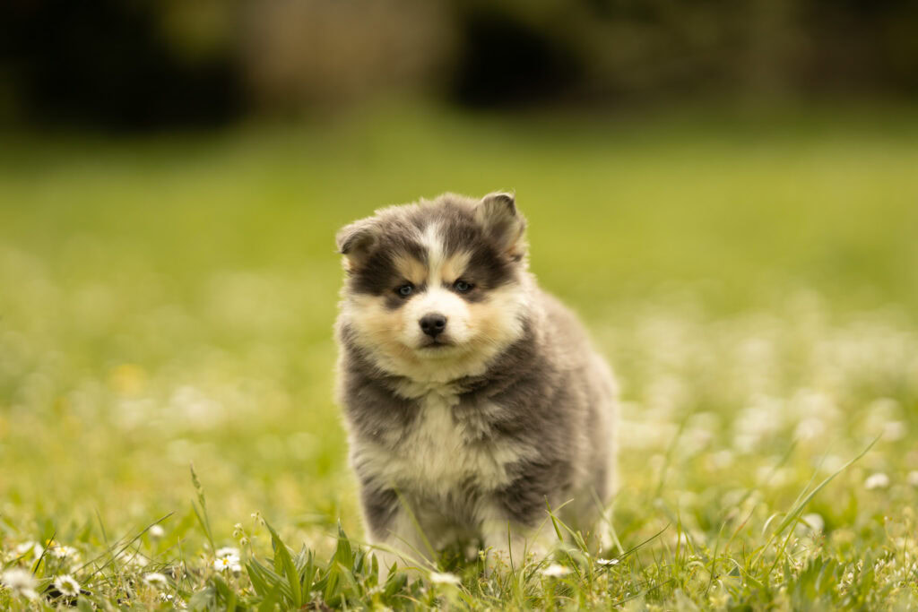 0E7A8271-1024x683 Nos Pomsky Disponibles