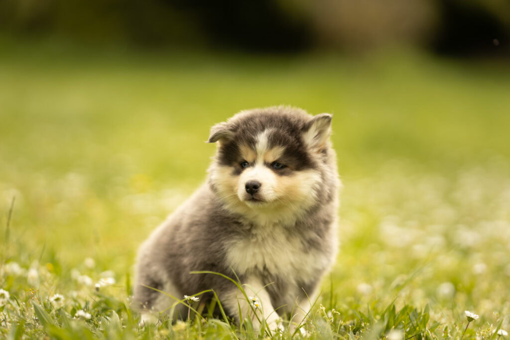 0E7A8283-1024x683 Nos Pomsky Disponibles