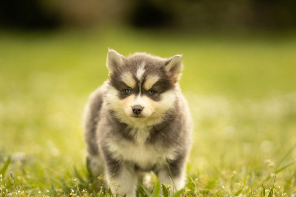 0E7A8300-1024x683 Nos Pomsky Disponibles