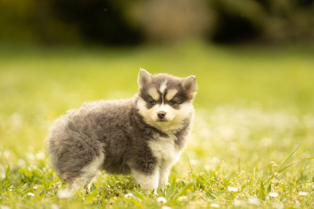 0E7A8327-1024x683 Nos Pomsky Disponibles