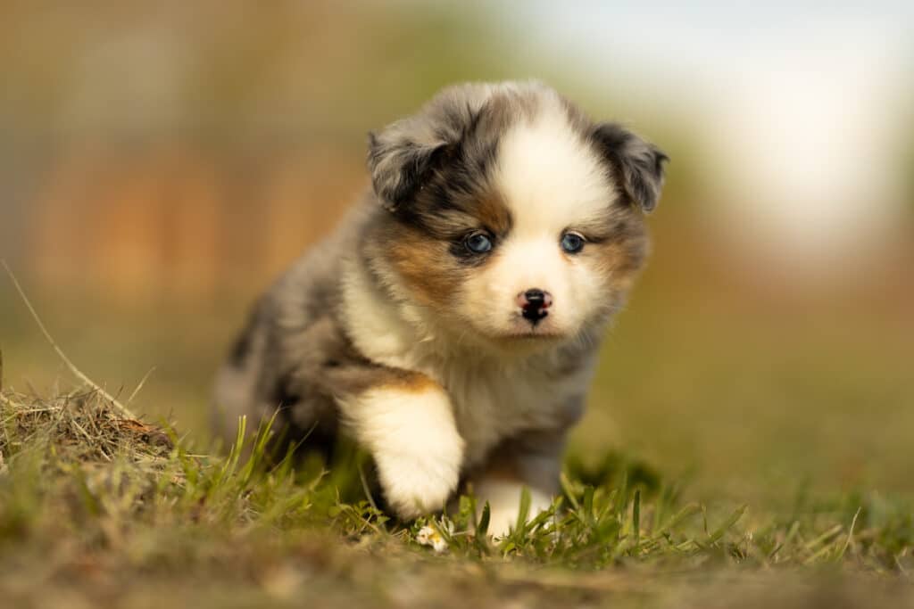 0E7A8488-1024x683 Nos chiots Berger Américain Miniature & Toy Disponibles