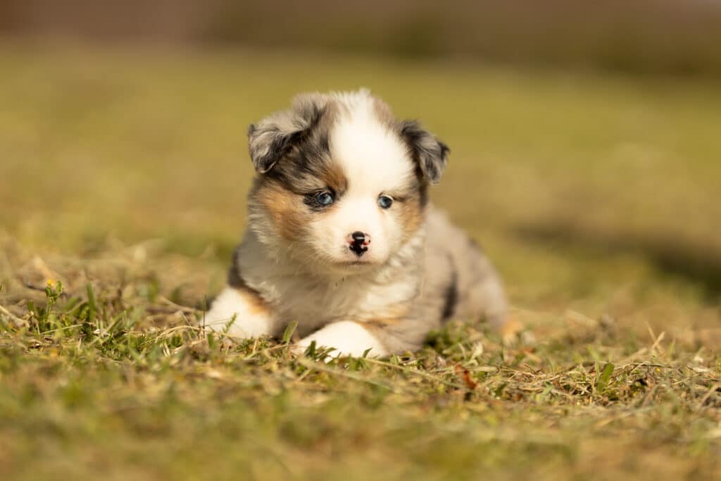 0E7A8500-1024x683 Nos chiots Berger Américain Miniature & Toy Disponibles