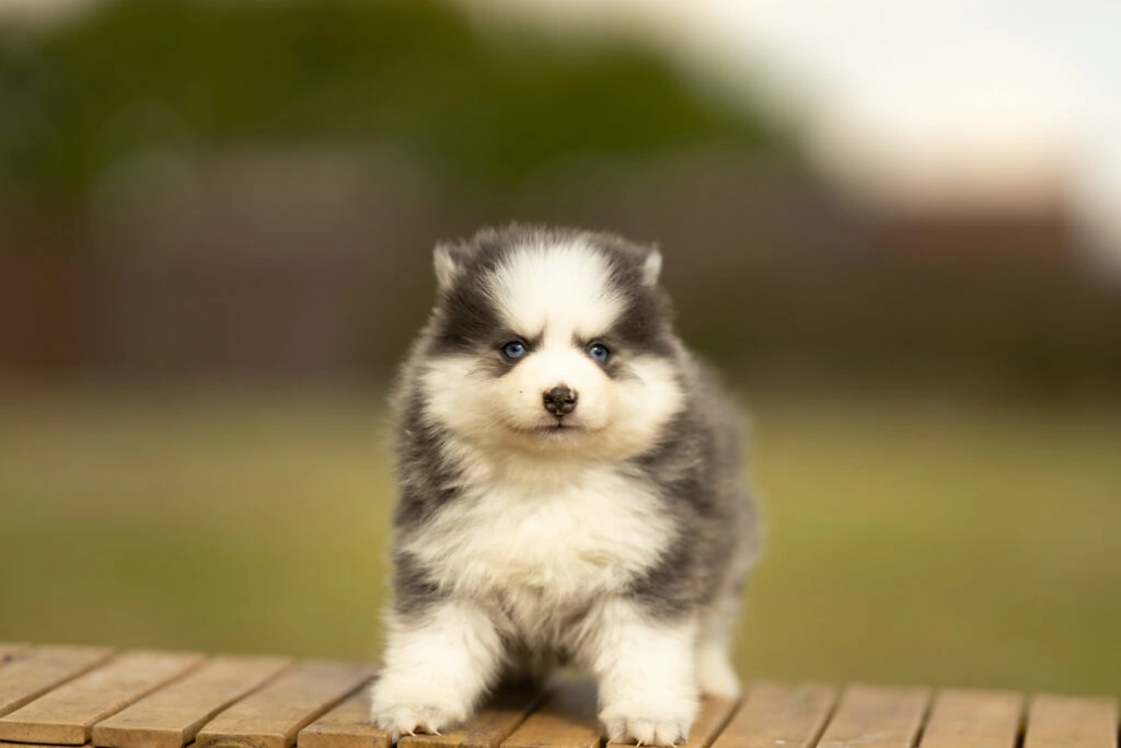 0E7A8568-1-1024x683 Nos Pomsky Disponibles