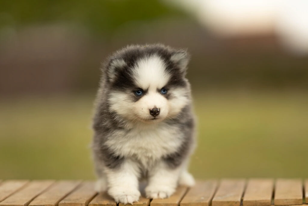 0E7A8583-1-1024x683 Nos Pomsky Disponibles