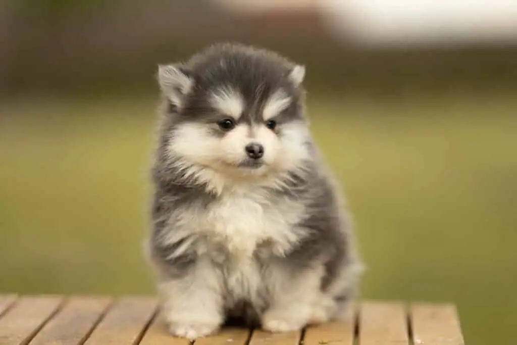 0E7A8592-1024x683 Nos Pomsky Disponibles