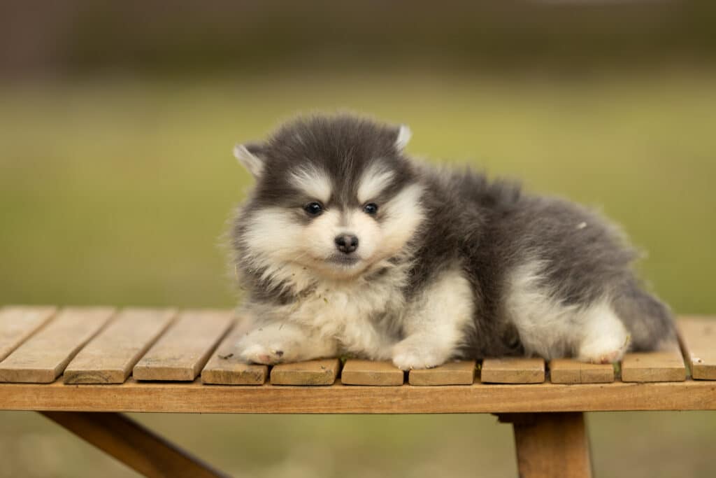 0E7A8612-1024x683 Nos Pomsky Disponibles