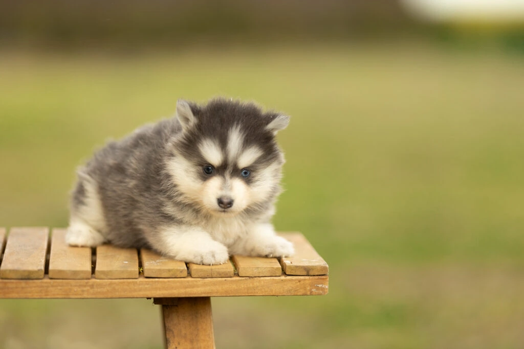 0E7A8657-1-1024x683 Nos Pomsky Disponibles