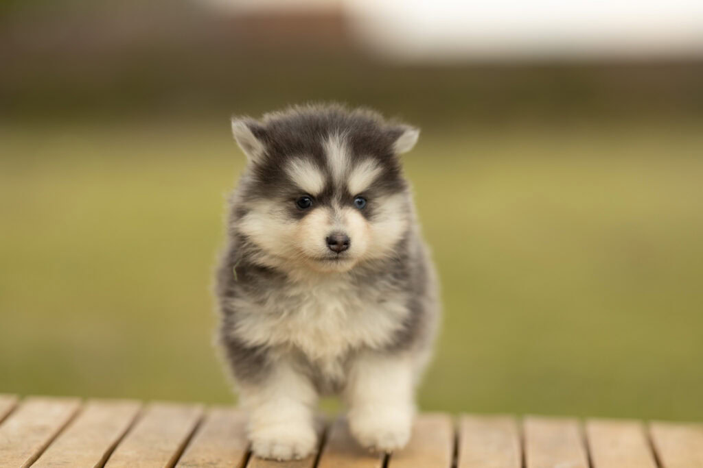 0E7A8681-1024x683 Nos Pomsky Disponibles