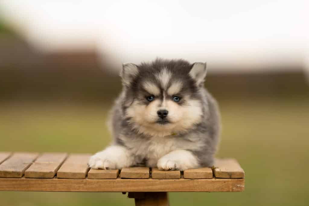 0E7A8698-1024x683 Nos Pomsky Disponibles