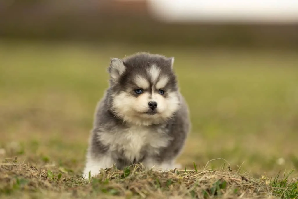 0E7A8710-1024x683 Nos Pomsky Disponibles