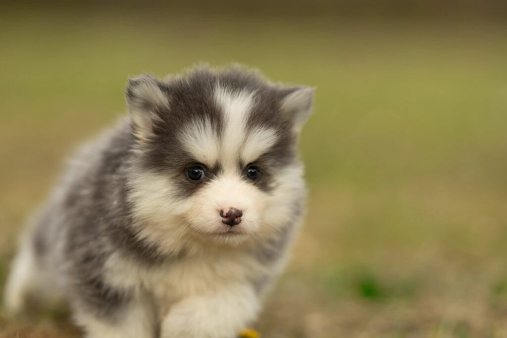 0E7A8736-1024x683 Nos Pomsky Disponibles