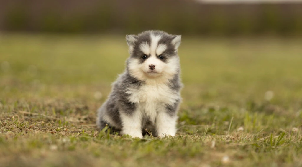 0E7A8740-1024x568 Nos Pomsky Disponibles