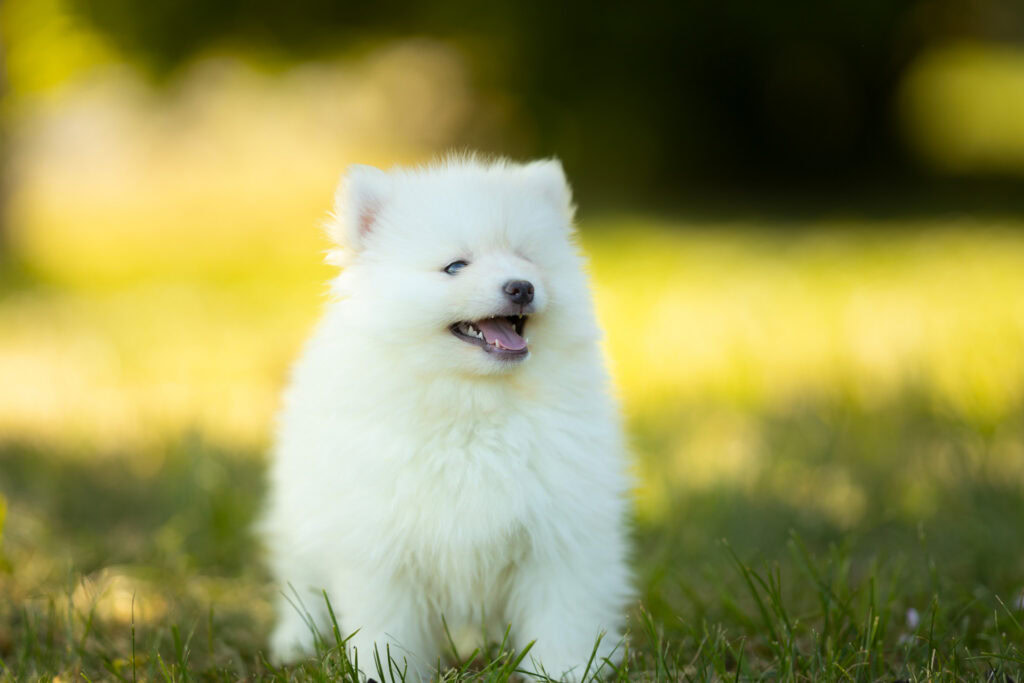 0E7A9252-1024x683 Nos Pomsky Disponibles