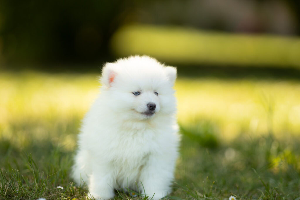 0E7A9262-1024x683 Nos Pomsky Disponibles