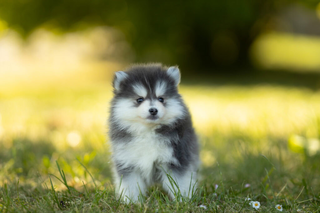 0E7A9290-1024x683 Nos Pomsky Disponibles