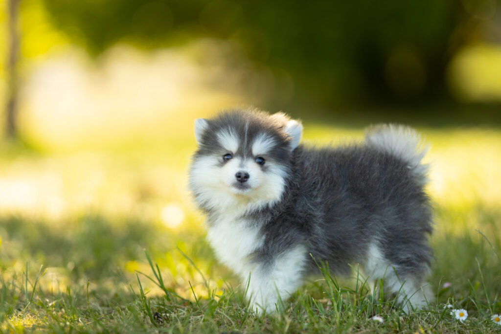 0E7A9296-1024x683 Nos Pomsky Disponibles