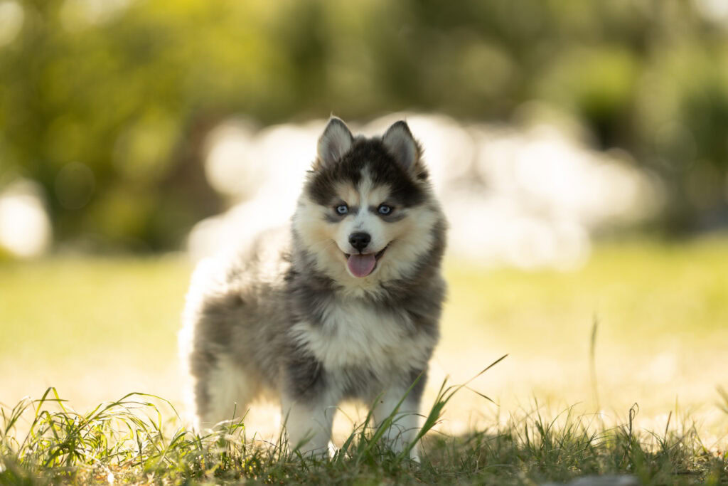 0E7A9454-1024x683 Nos Pomsky Disponibles