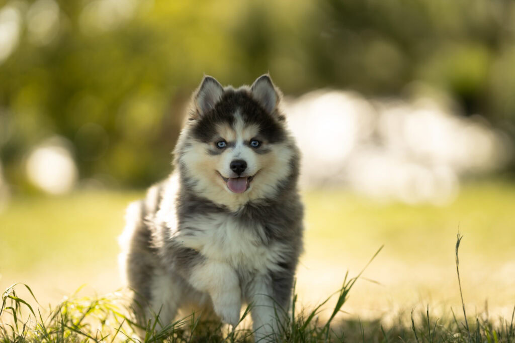 0E7A9476-1024x683 Nos Pomsky Disponibles