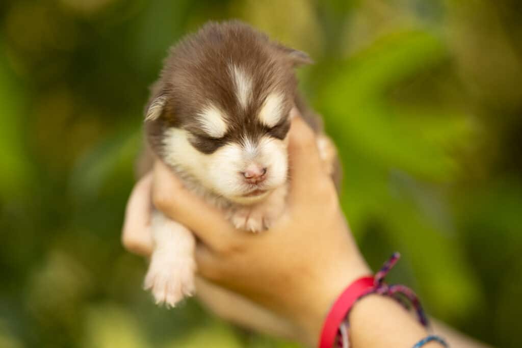 0E7A2171-1024x683 Nos Pomsky Disponibles