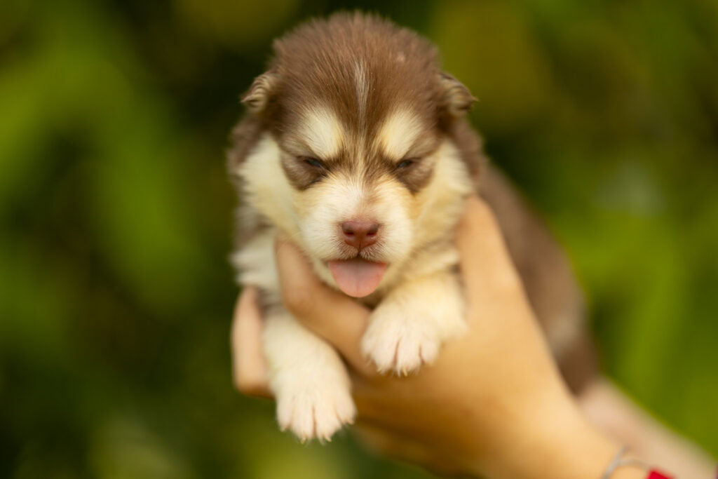 0E7A2212-1024x683 Nos Pomsky Disponibles
