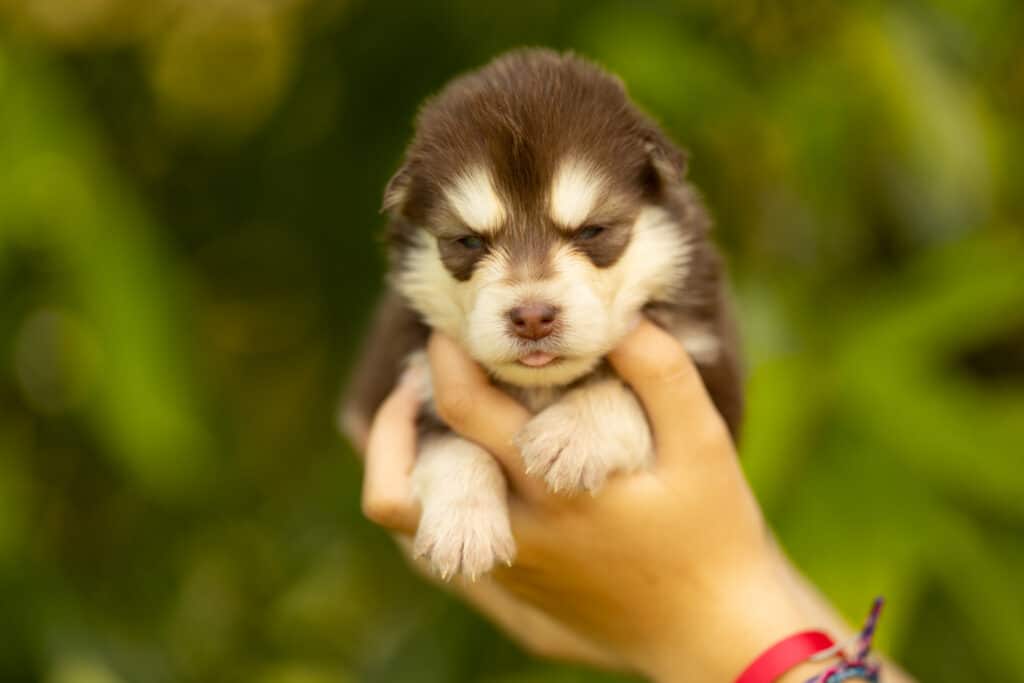 0E7A2219-1024x683 Nos Pomsky Disponibles