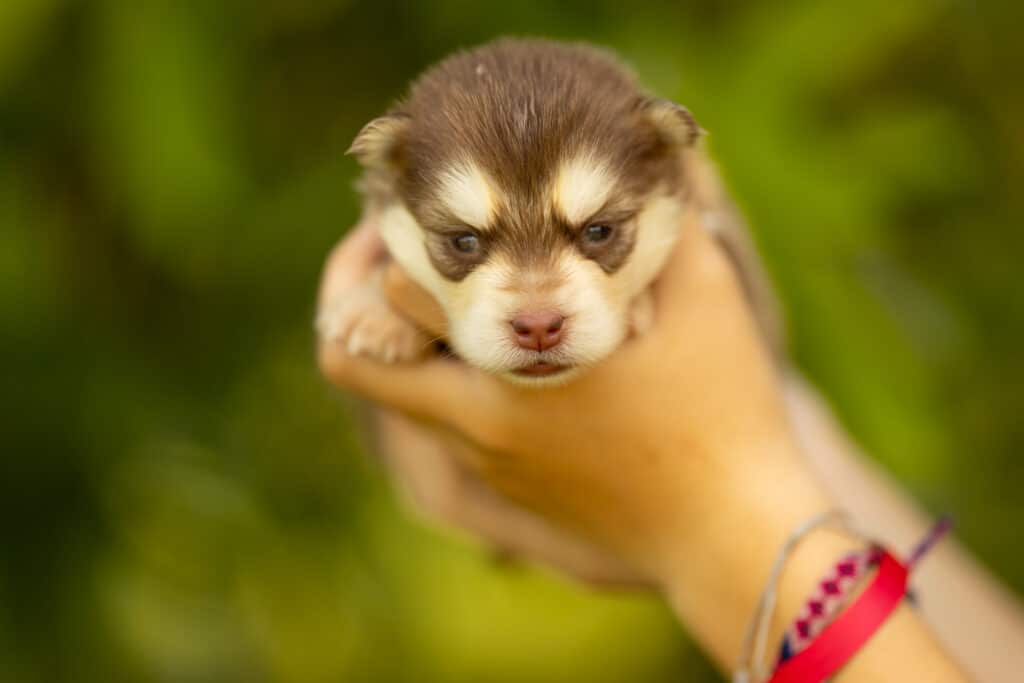 0E7A2235-1024x683 Nos Pomsky Disponibles