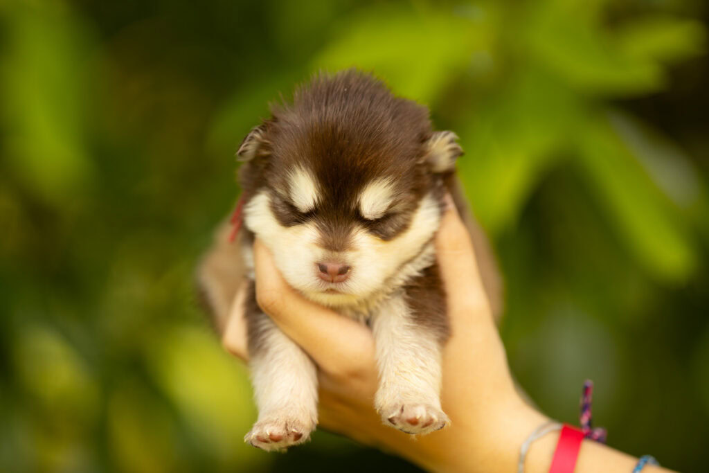 0E7A2239-1024x683 Nos Pomsky Disponibles