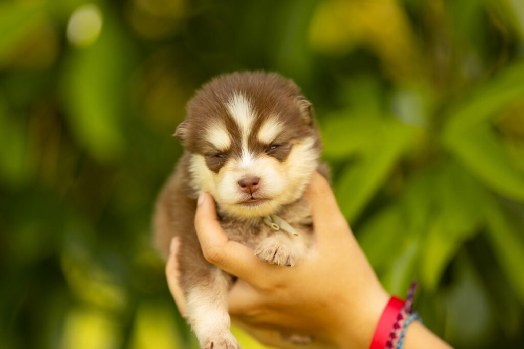 0E7A2248-1024x683 Nos Pomsky Disponibles