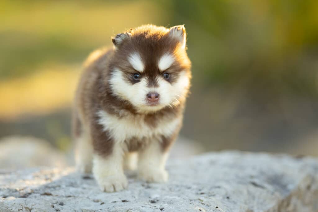 0E7A3643-1024x683 Nos Pomsky Disponibles