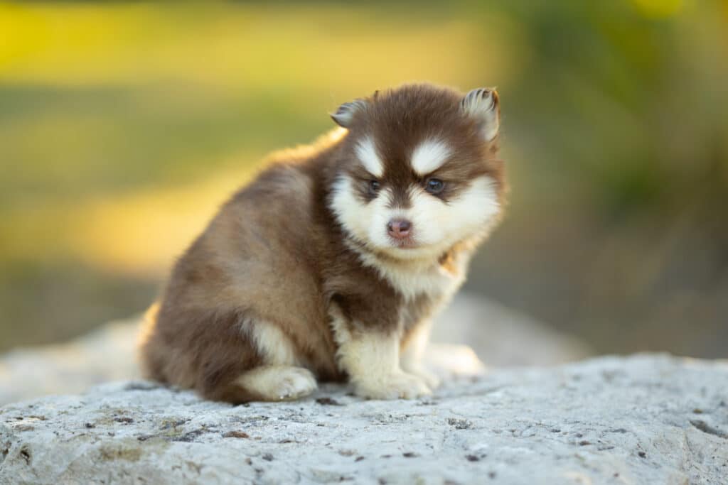 0E7A3657-1024x683 Nos Pomsky Disponibles