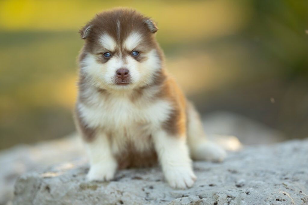 0E7A3666-1024x683 Nos Pomsky Disponibles