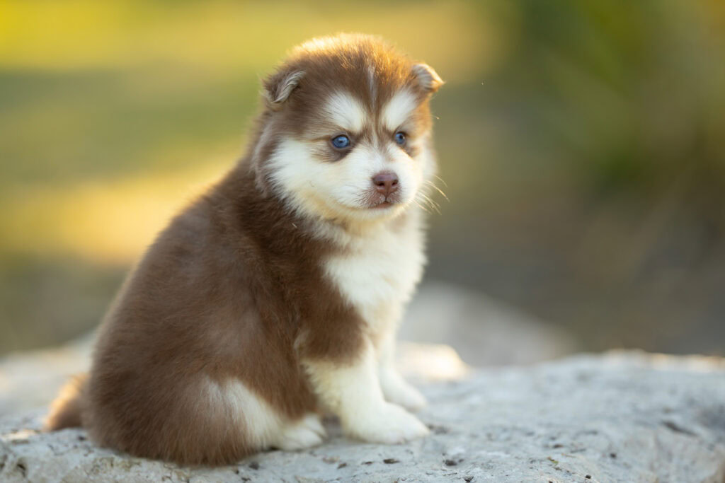 0E7A3685-1024x683 Nos Pomsky Disponibles