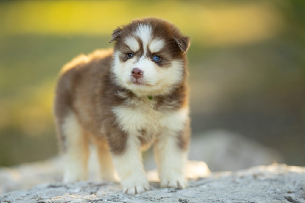 0E7A3699-1024x683 Nos Pomsky Disponibles