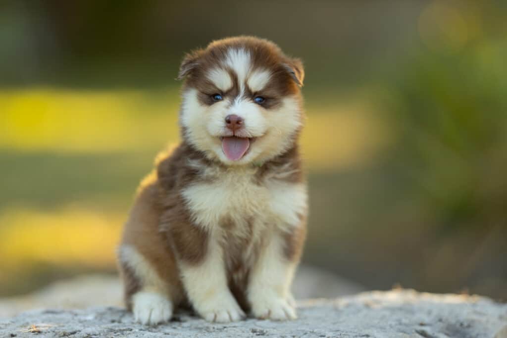 0E7A3716-1024x683 Nos Pomsky Disponibles