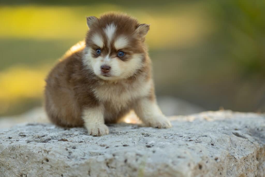 0E7A3751-1024x683 Nos Pomsky Disponibles