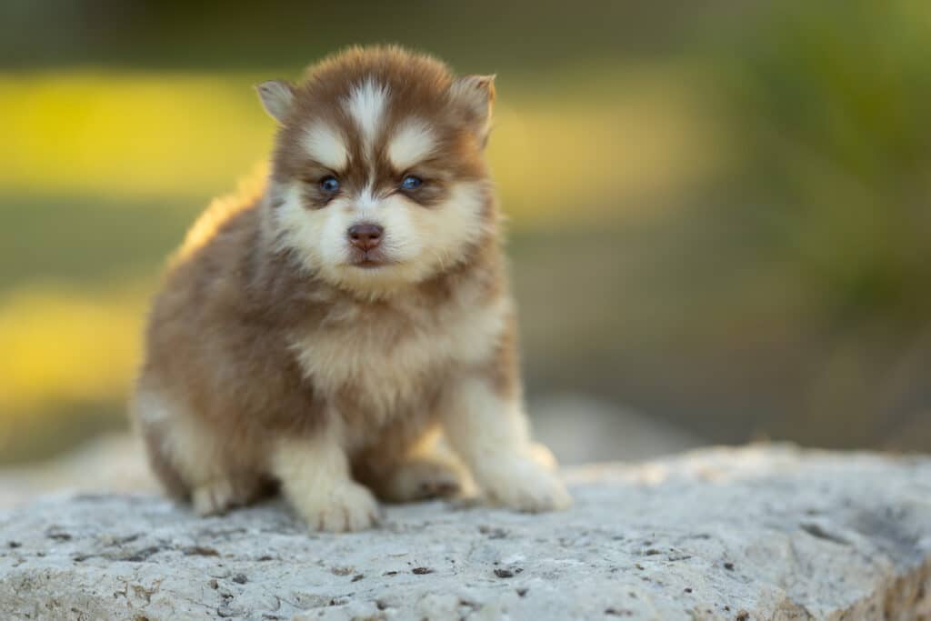 0E7A3760-1024x683 Nos Pomsky Disponibles
