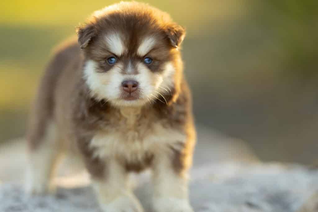 0E7A3775-1024x683 Nos Pomsky Disponibles