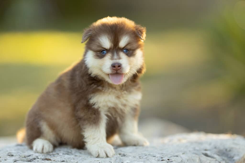 0E7A3800-1024x683 Nos Pomsky Disponibles