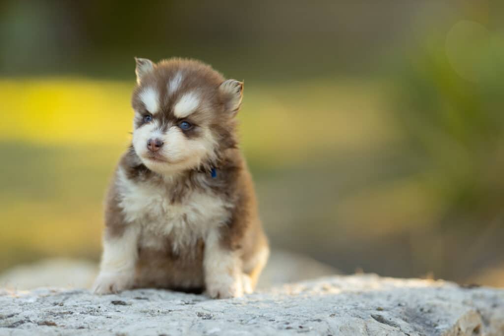 0E7A3815-1024x683 Nos Pomsky Disponibles
