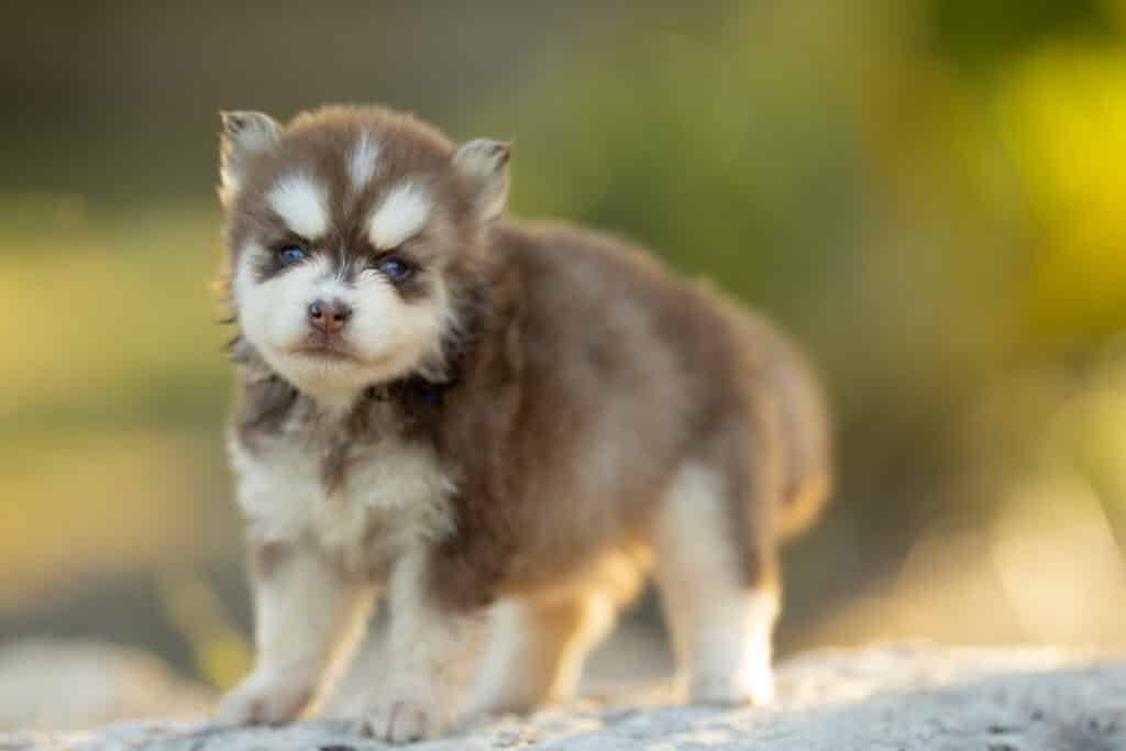 0E7A3852-1024x683 Nos Pomsky Disponibles