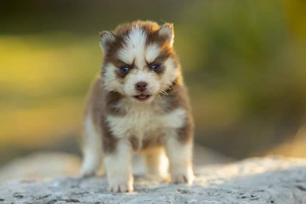 0E7A3864-1024x683 Nos Pomsky Disponibles