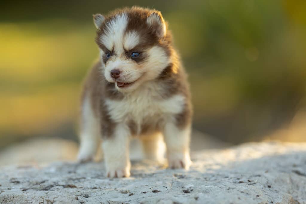 0E7A3868-1024x683 Nos Pomsky Disponibles
