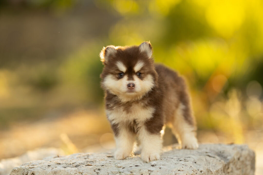 0E7A4391-1024x683 Nos Pomsky Disponibles