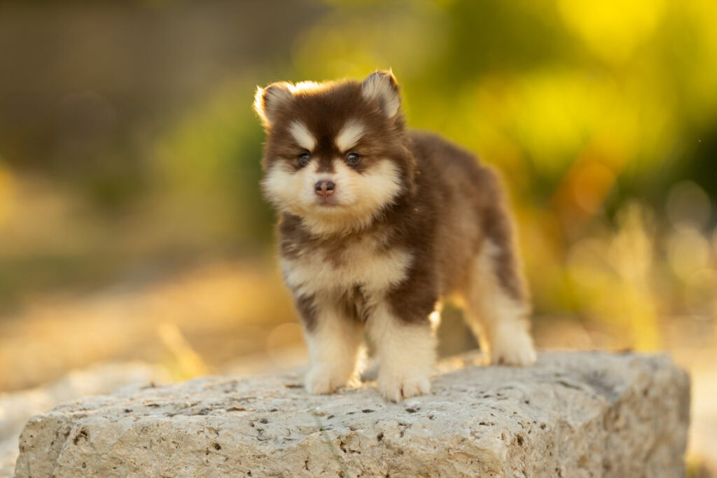 0E7A4409-1024x683 Nos Pomsky Disponibles