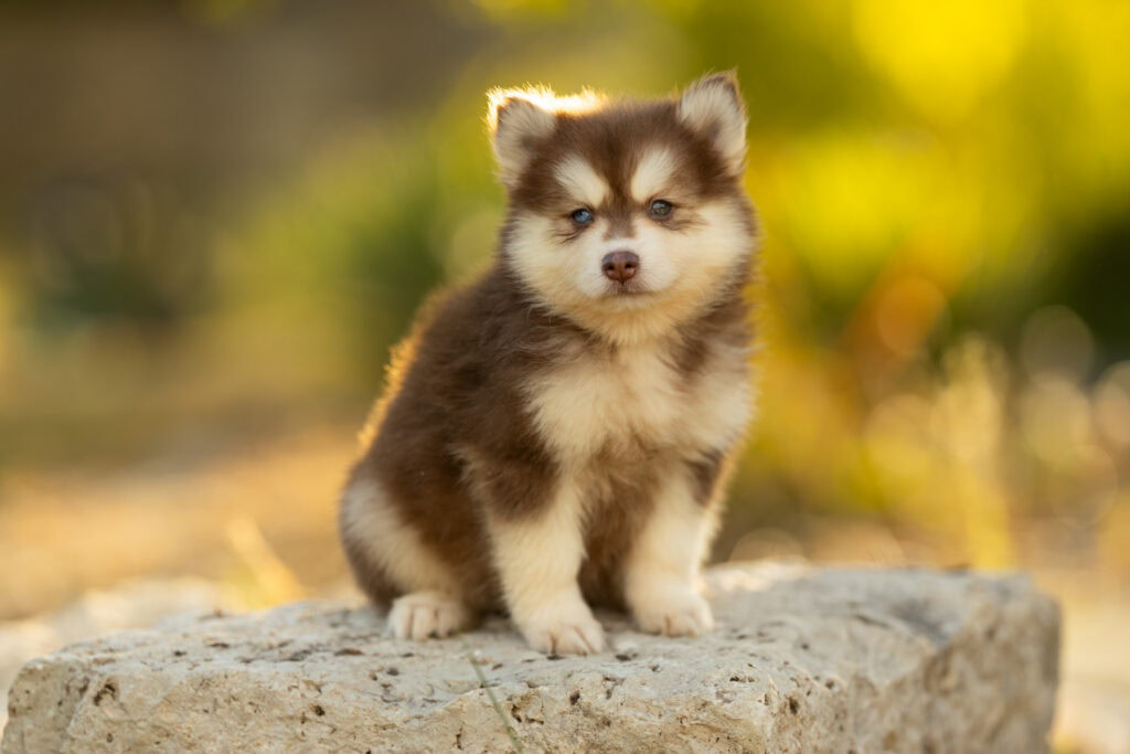 0E7A4424-1024x683 Nos Pomsky Disponibles