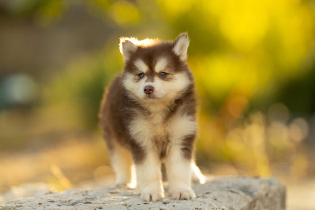 0E7A4426-1024x683 Nos Pomsky Disponibles